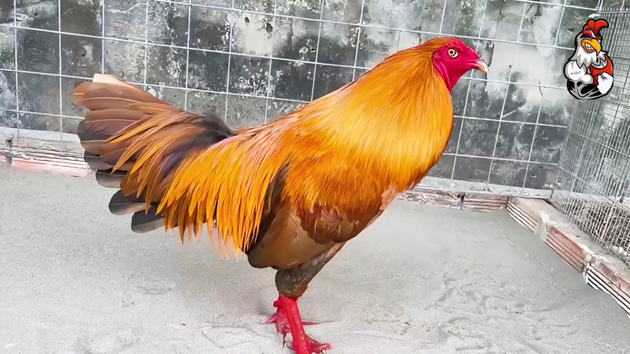 Top 1 most beautiful chicken in the last 13 hours