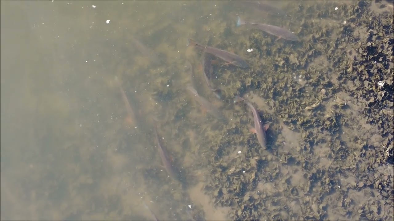 Jacksonville Redfish