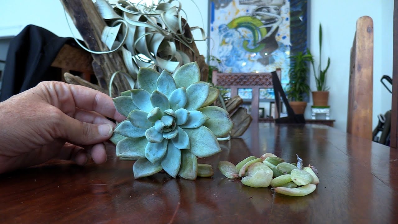 Repairing an Echeveria with a weak or rotted stem