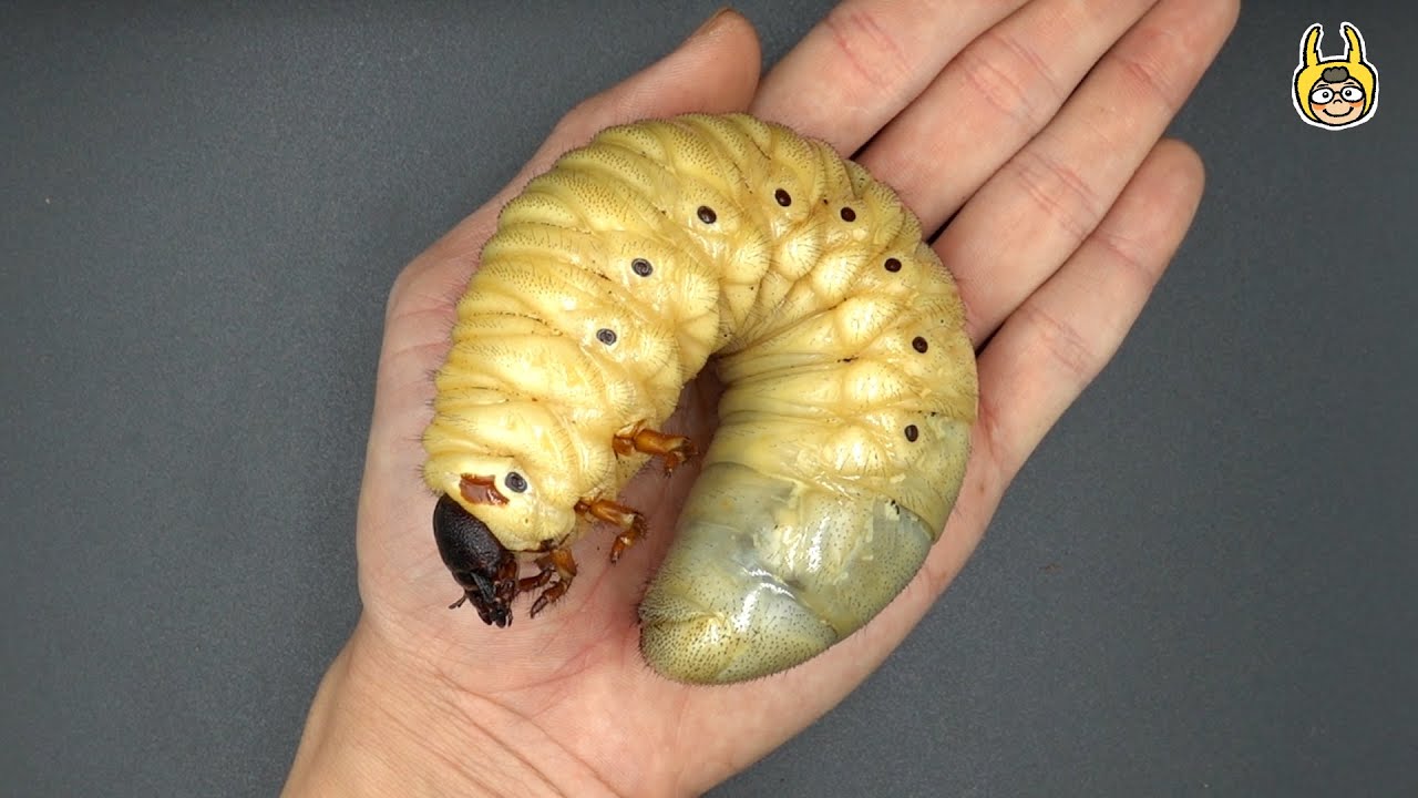 【飼育屋】長戟大兜蟲的誕生！甲蟲的超進化！