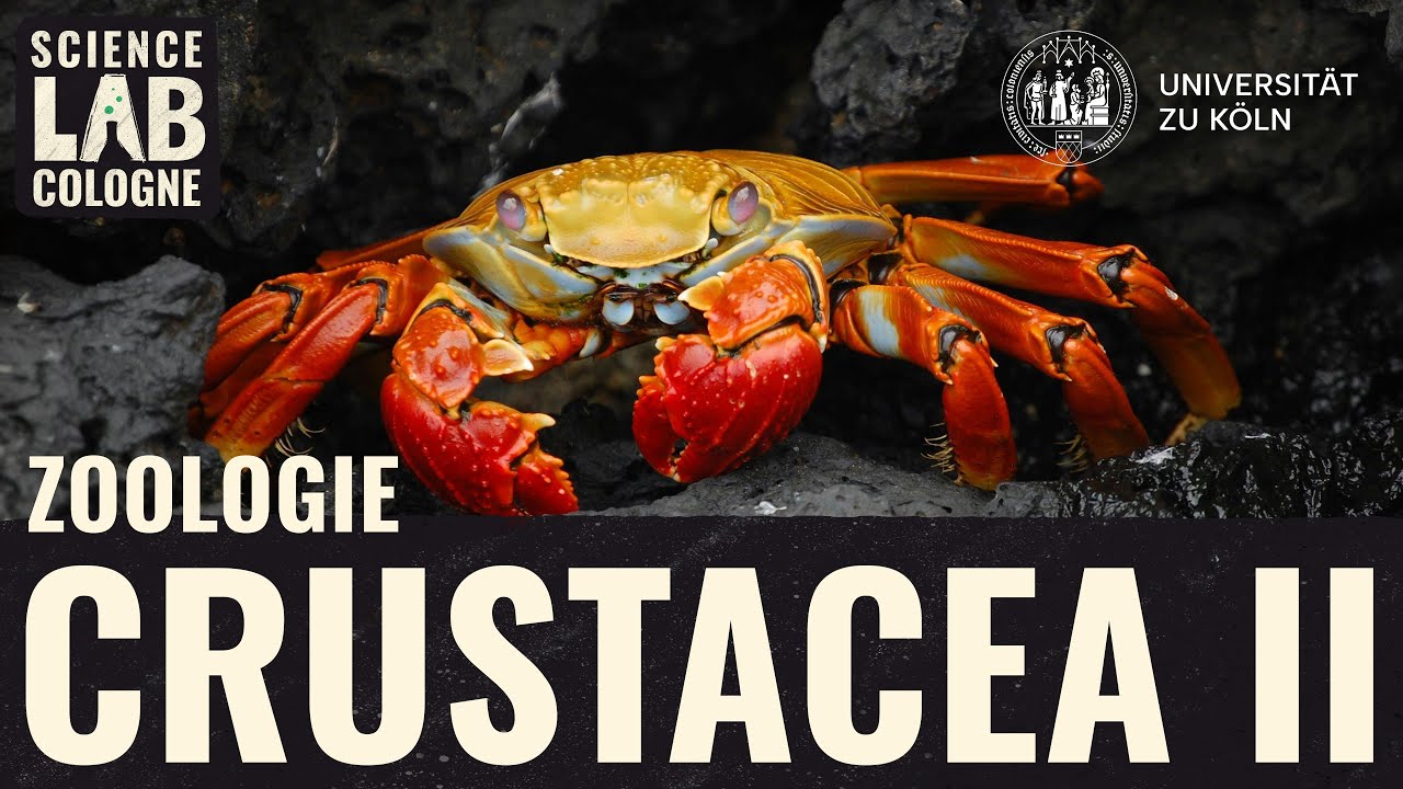 Zoologie - Crustacea II (Malacostraca - Pr&auml;parate)