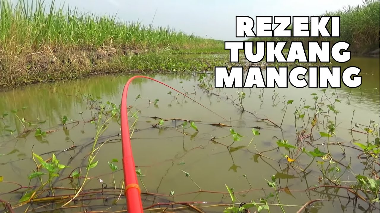 ini surganya pemancing nila babon, ikan besar malah ngumpul di pinggiran