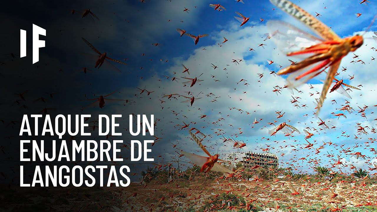 ¿Qué pasaría si un gran enjambre de langostas atacara tu ciudad?