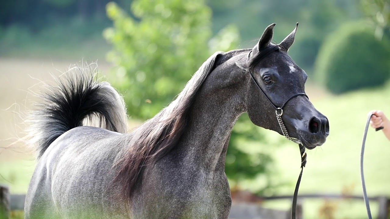 VIDEO PROMO | CAPECCI TRAINING CENTER | Aggiornamento Verona