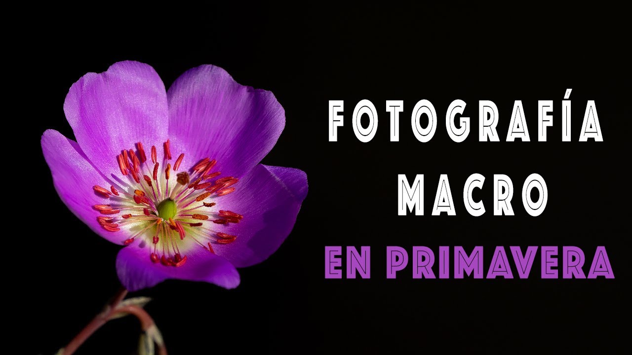 Fotografía MACRO en Primavera
