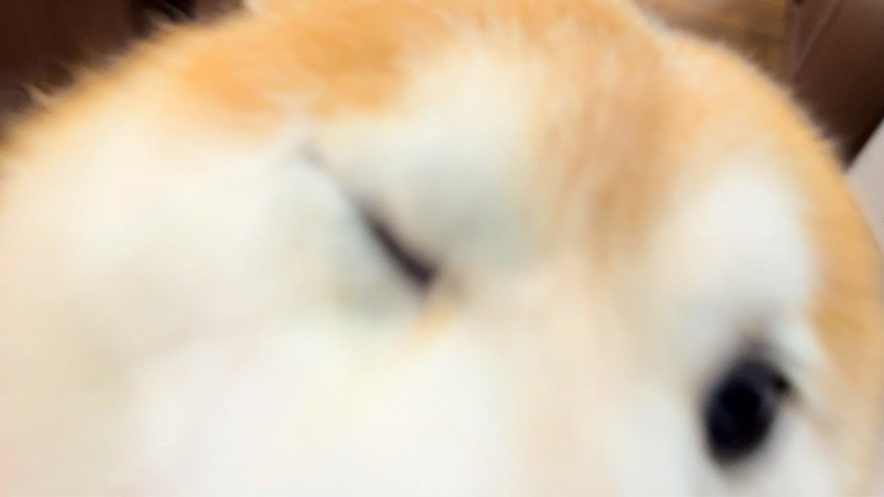 Upon reunion, Shibe launches a high-speed tackle at his family, scoring a technical knockdown.