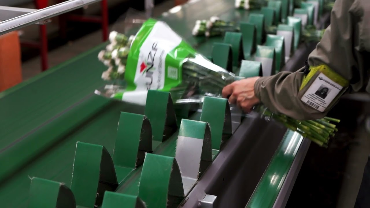 Bercomex: flower processing solution Furora @ Flores De Funza, Colombia