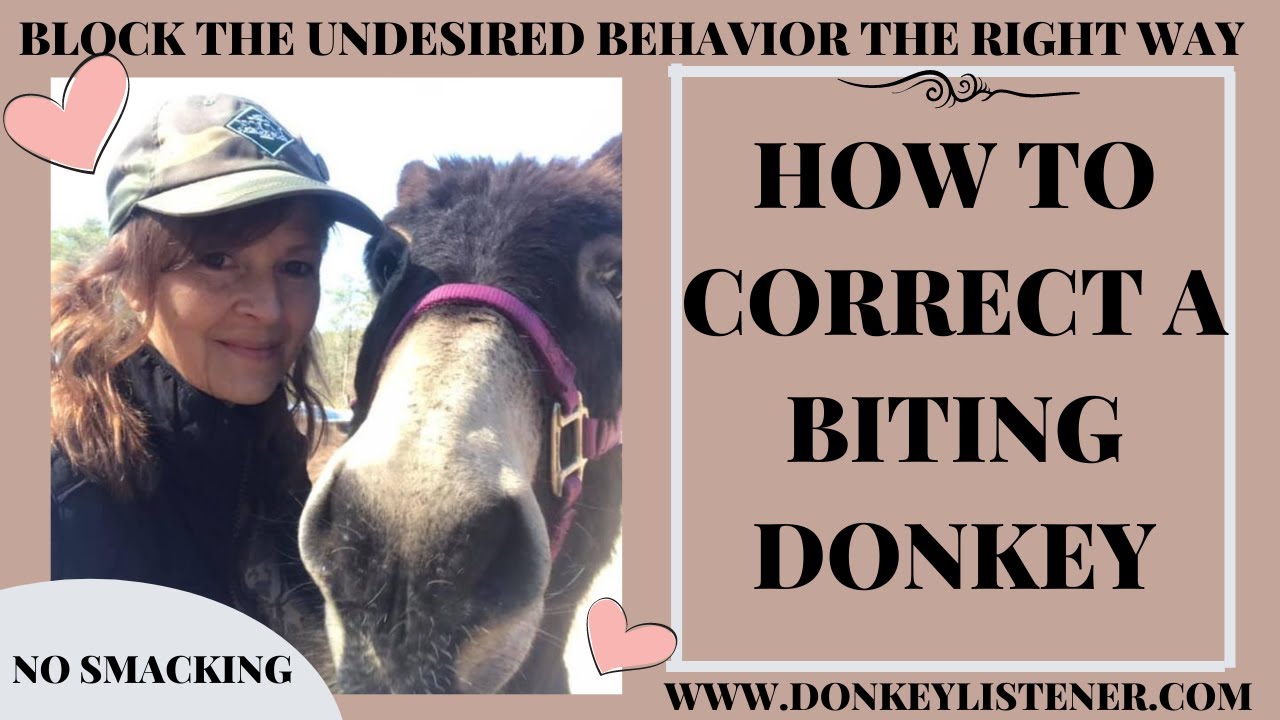 Biting Donkey {Blocking and not getting bit!}