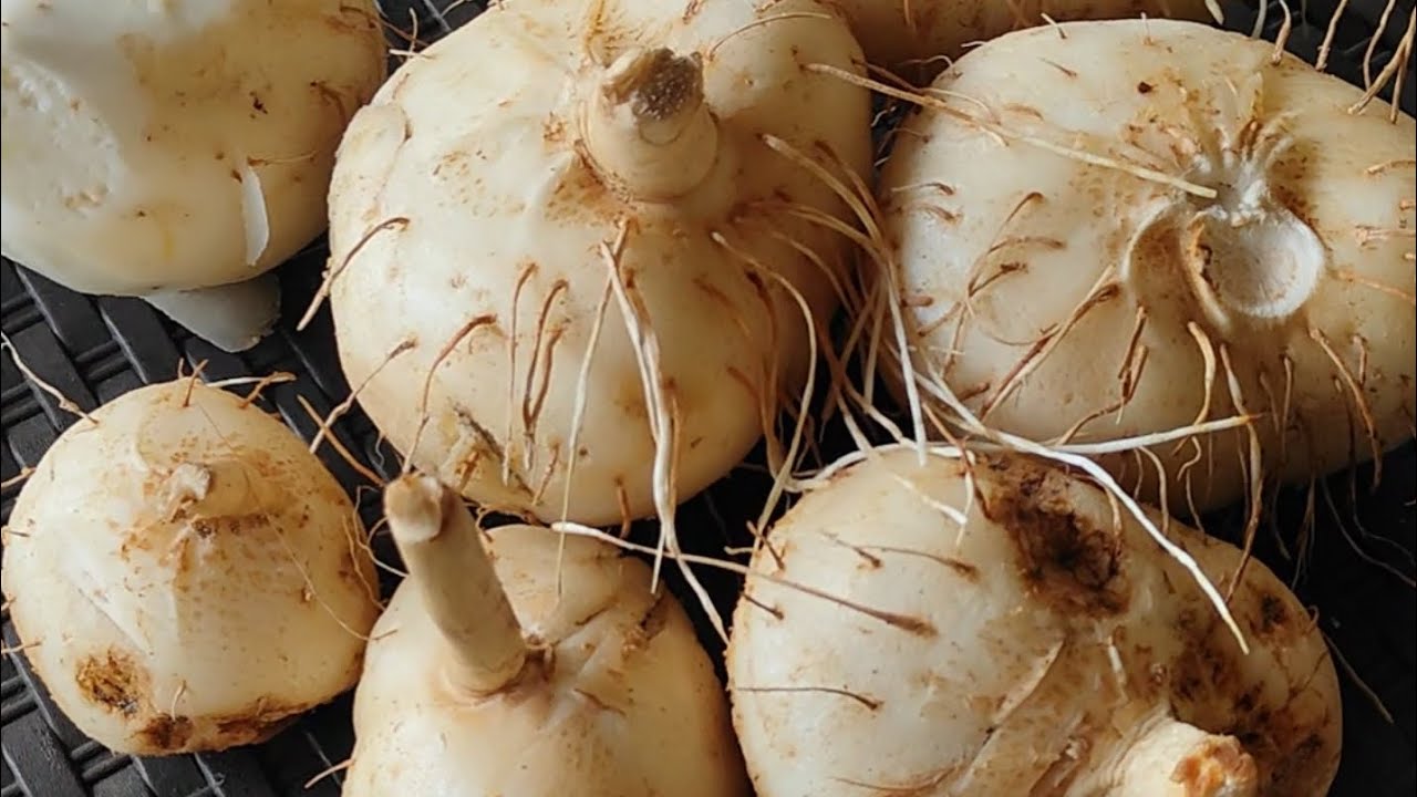 How to Process Polynesian arrowroot (Panaryen) into Edible Starch 