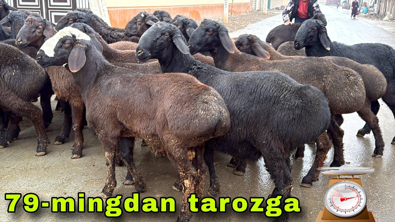 🔥 TOJIK SO‘RT XISORI QO‘CHQORLAR 🐏 TAROZIGA 79-MINGDAN 😱 SHOK NARX!