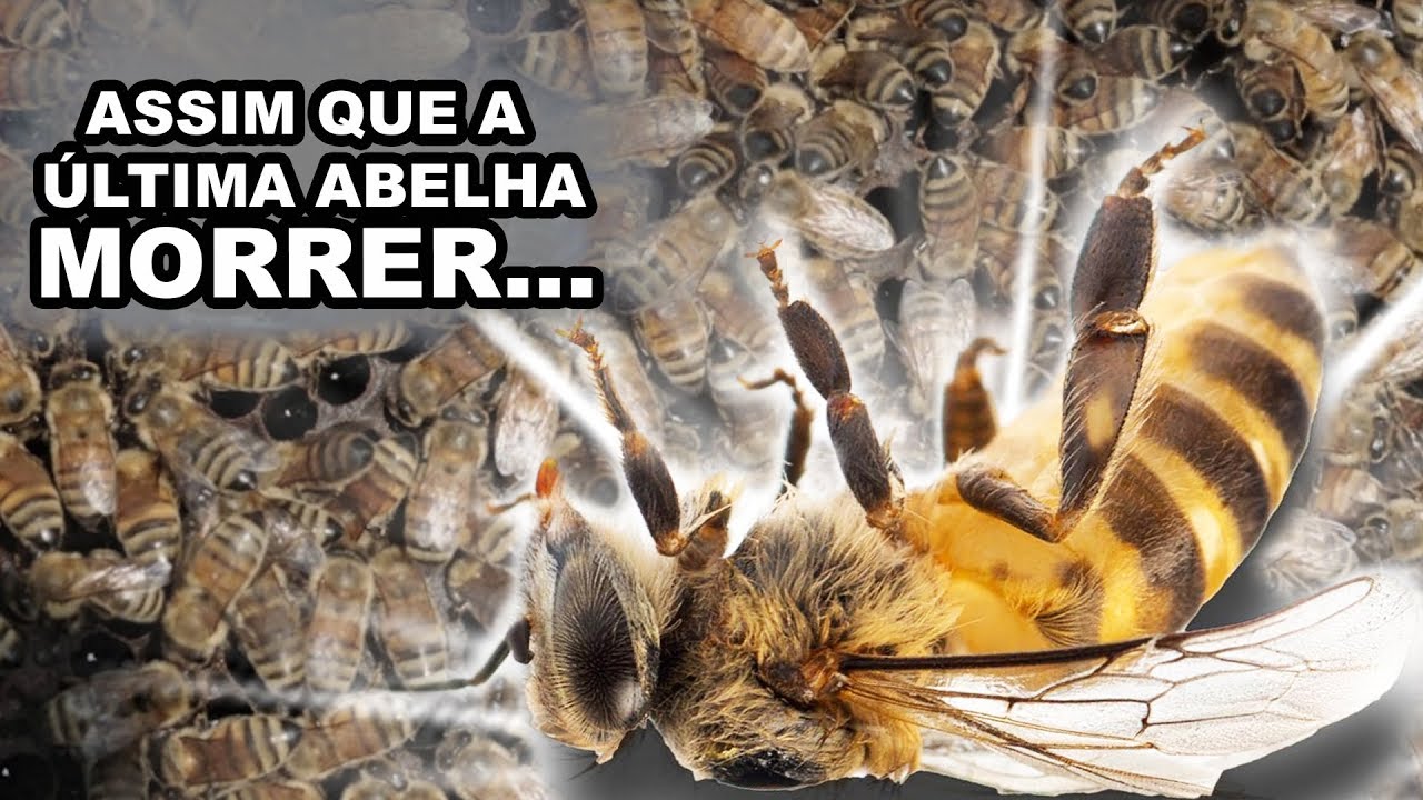 A EXTINÇÃO - ABELHAS