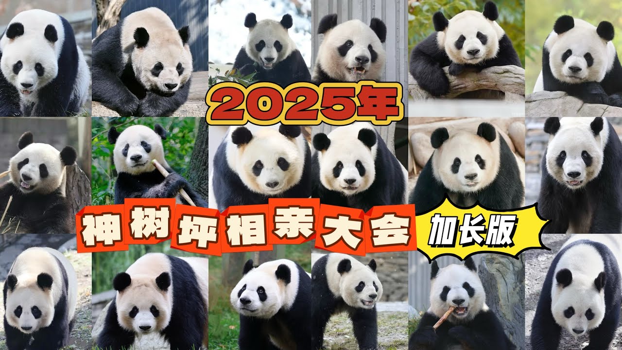 2025年熊猫中心神树坪相亲大会(加长版)