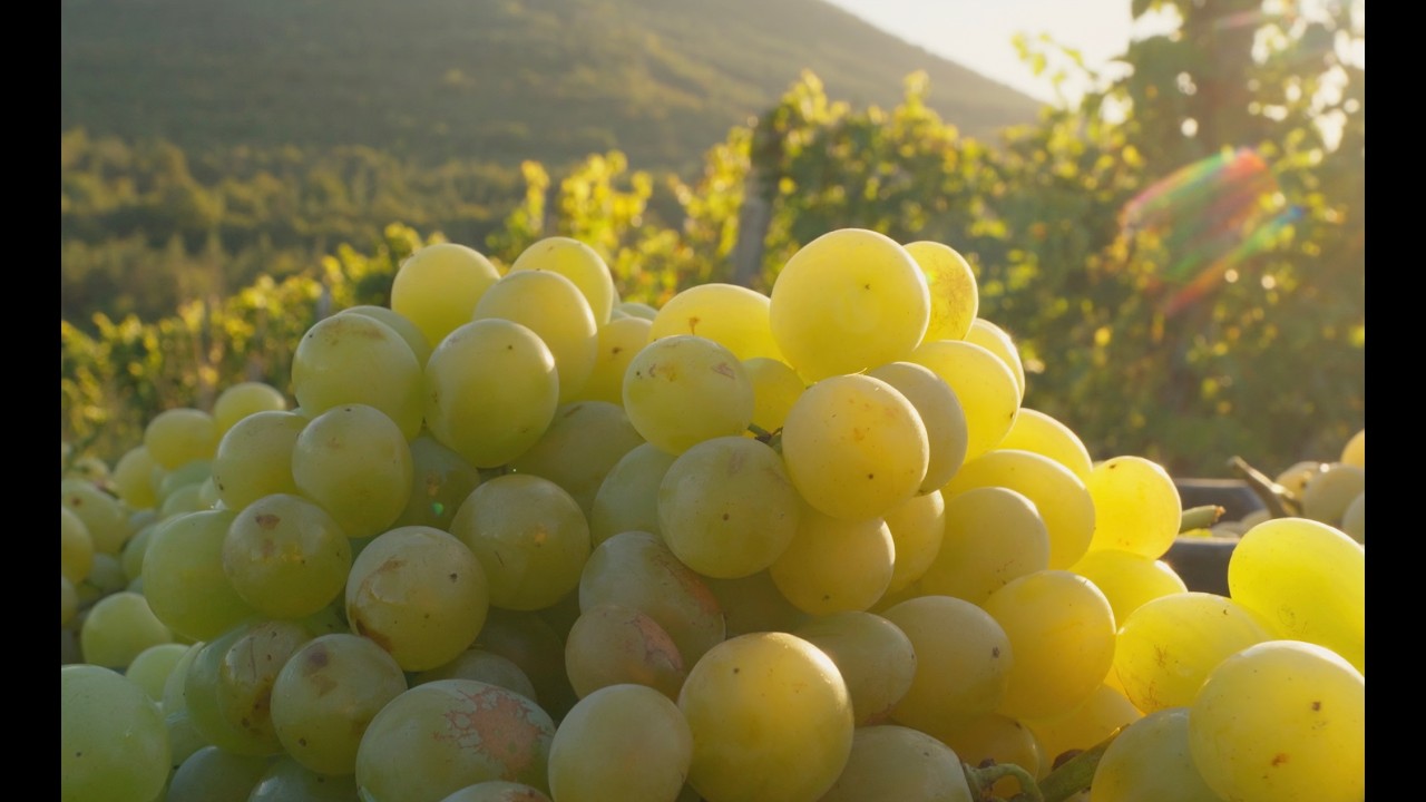 Staro Oryahovo Winery - Our Story