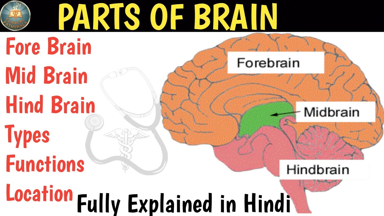 Parts of Brain | fore Brain | Mid Brain | Hind Brain | Location | Functions 