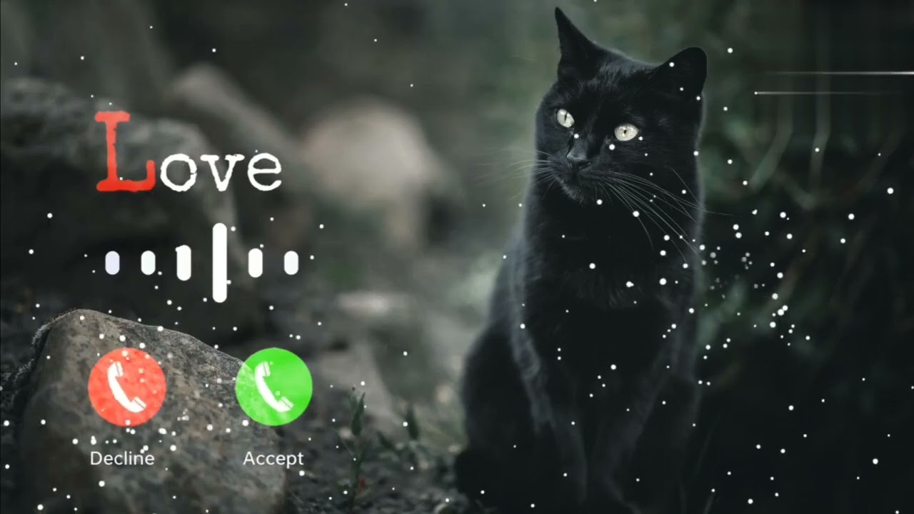 New cat ringtone 2026 / new notification ringtone / new sms ringtone / message ringtone #catringtone