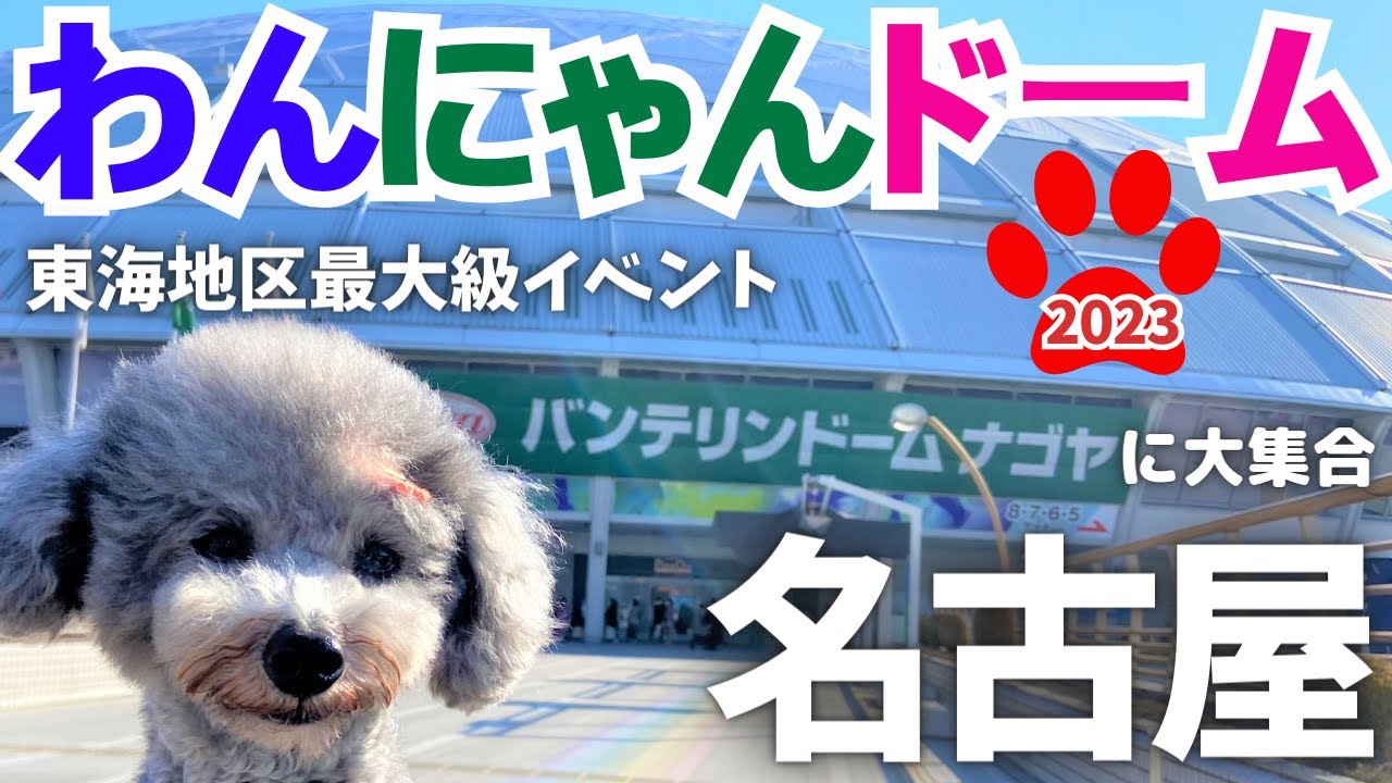 【わんにゃんドーム2023名古屋】初参加で愛犬トルテも大興奮🐶サンプル 試食に大盛り上がりinバンテリンドームナゴヤ 前編💗【犬イベント】（トイプードルのTorte channel)