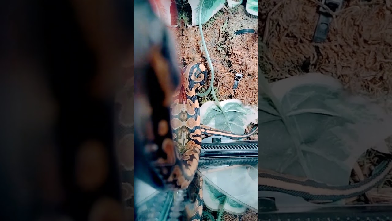 #ballpython #ballpythonlove #fypシ  #subscribetomychannel