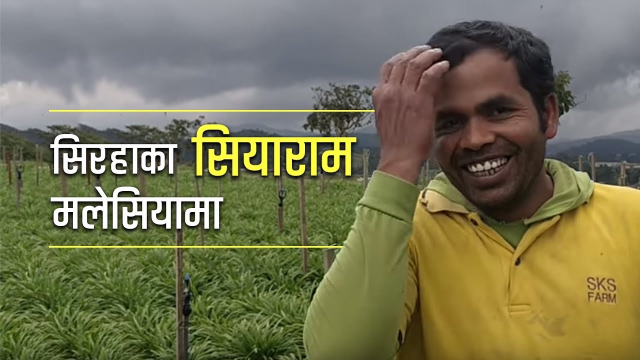 क्यामरुन हाइल्याण्डमा खेती गर्दै सिरहाका सियाराम । Nepali Migrants in Cameron Highlands.