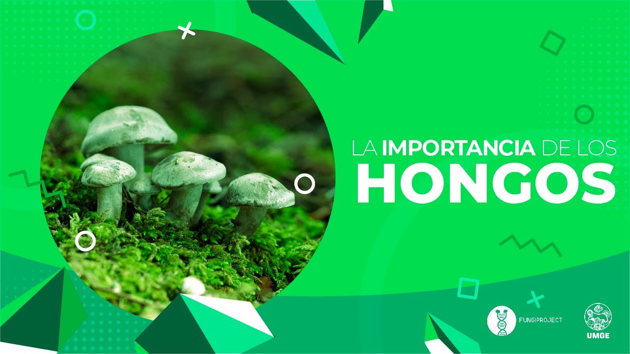 La IMPORTANCIA de los HONGOS - MicroVidas y Genomas