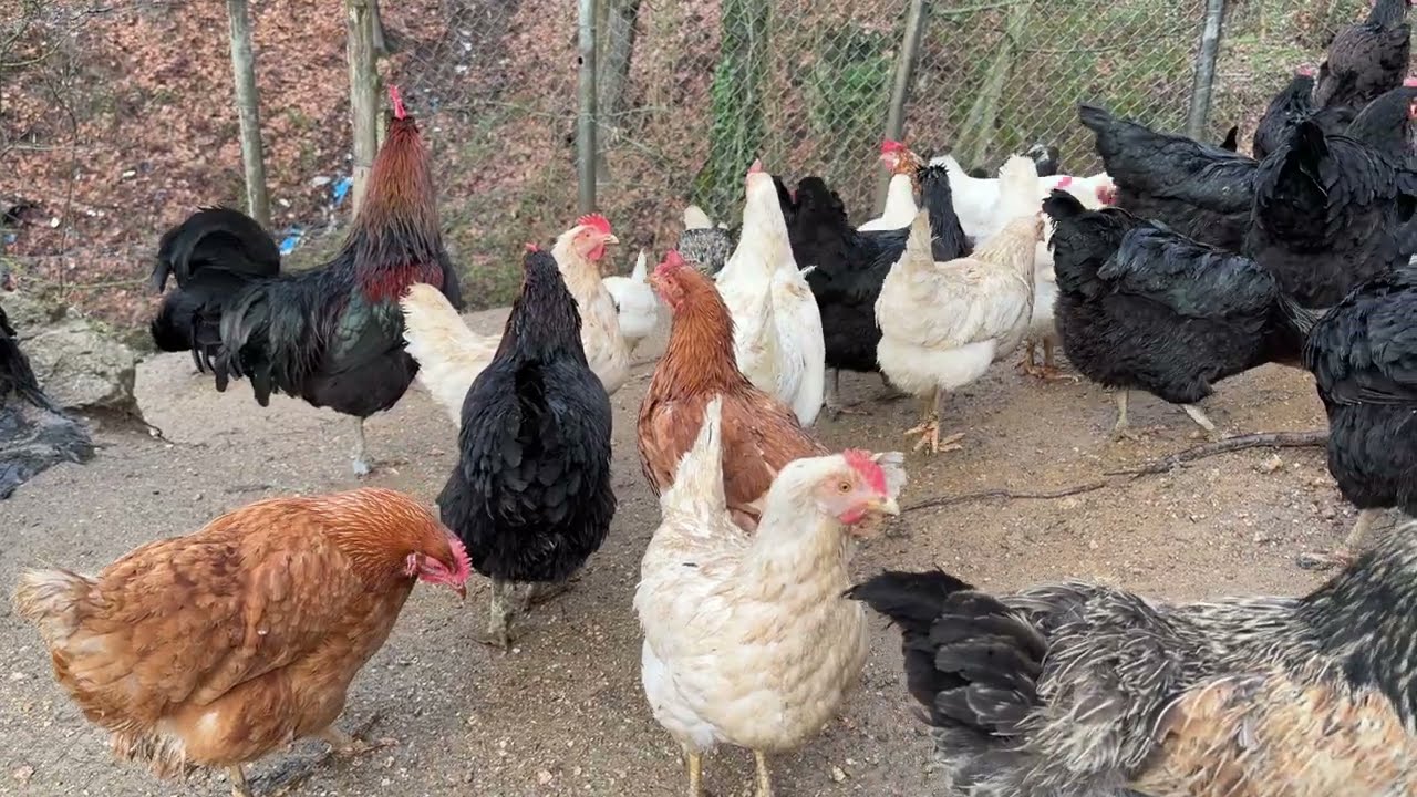 Uzun zamandan sonra kümeste (özlemişim) #chicken #organikyumurta #organiceggs #köy 
