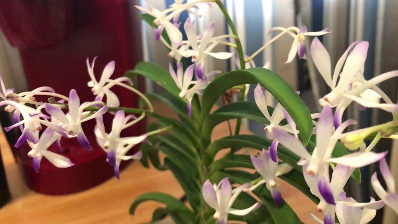 Neostylis Lou Sneary 'Bluebird'