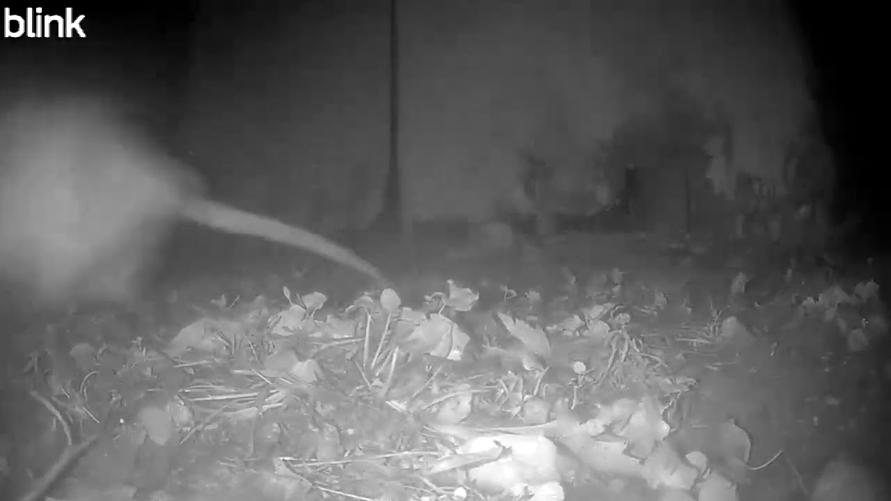 That's a Big Opossum 