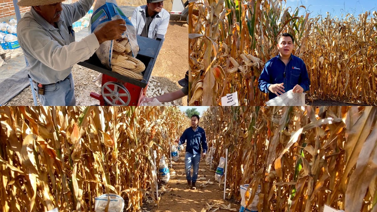 Densidad - Nitrógeno en cultivo de maíz. Campo de entrenamiento ¿gastar en semilla y fertilizante?