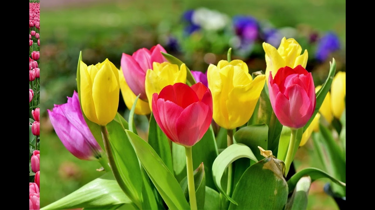 Start Your Day Right: Morning Relaxation with Tulip Flowers
