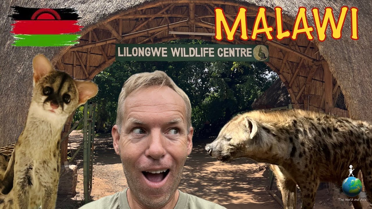 Volunteering with Wildlife in Malawi 🇲🇼🐒