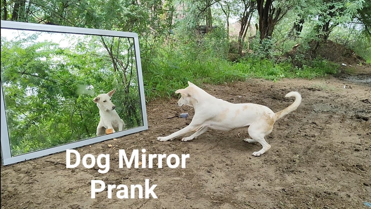 Dog 🐕 Mirror Prank Hilarious Funny Reaction Part - 7