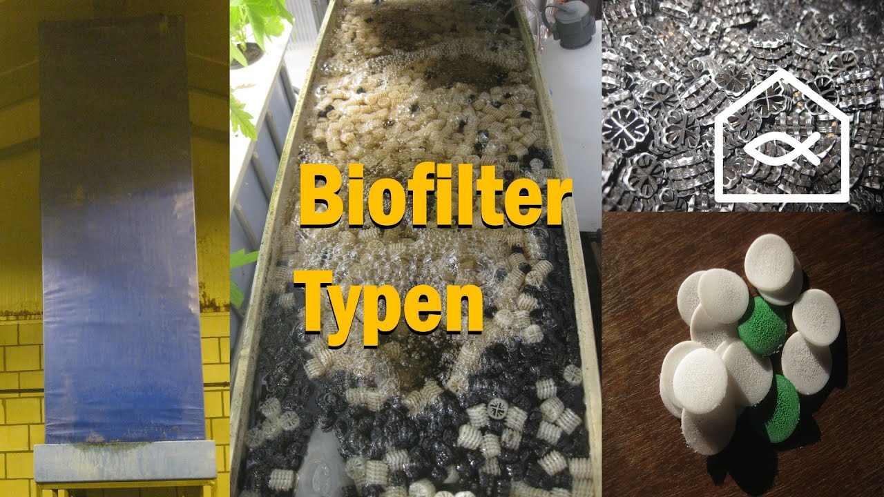 Die Vielfalt der Biofilter in Aquaponik und Kreislaufanlagen! (Deutsch)