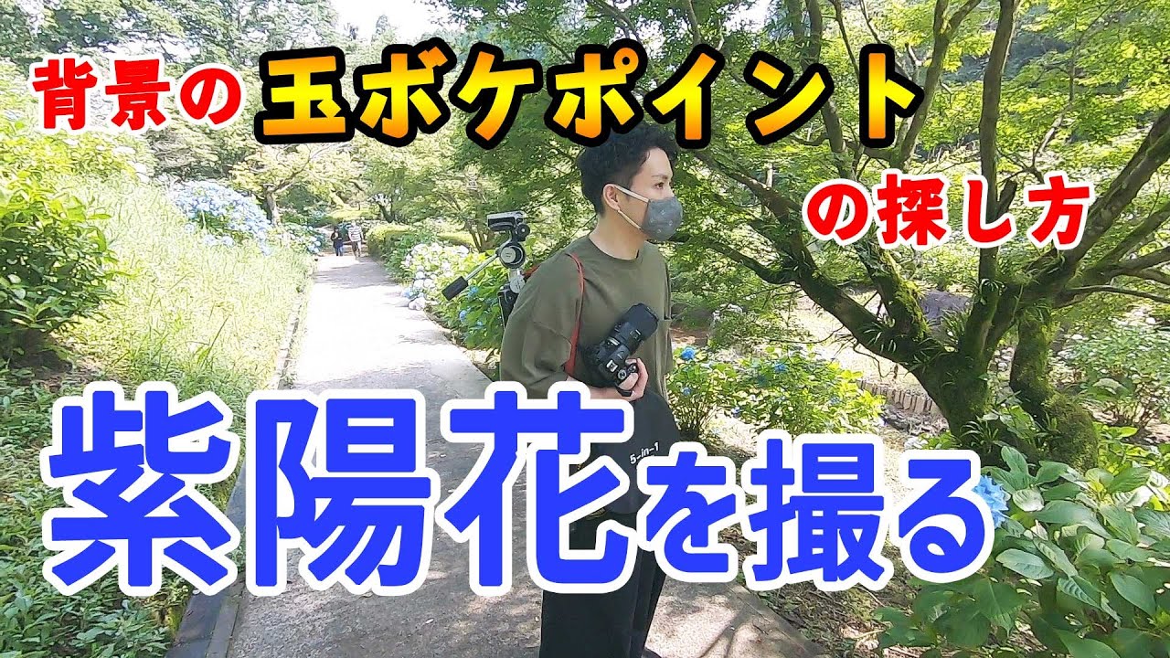 【紫陽花撮影】背景の玉ボケのポイントの探し方！屋外撮影で持ち歩く機材から失敗した紫陽花の撮り方まで公開！