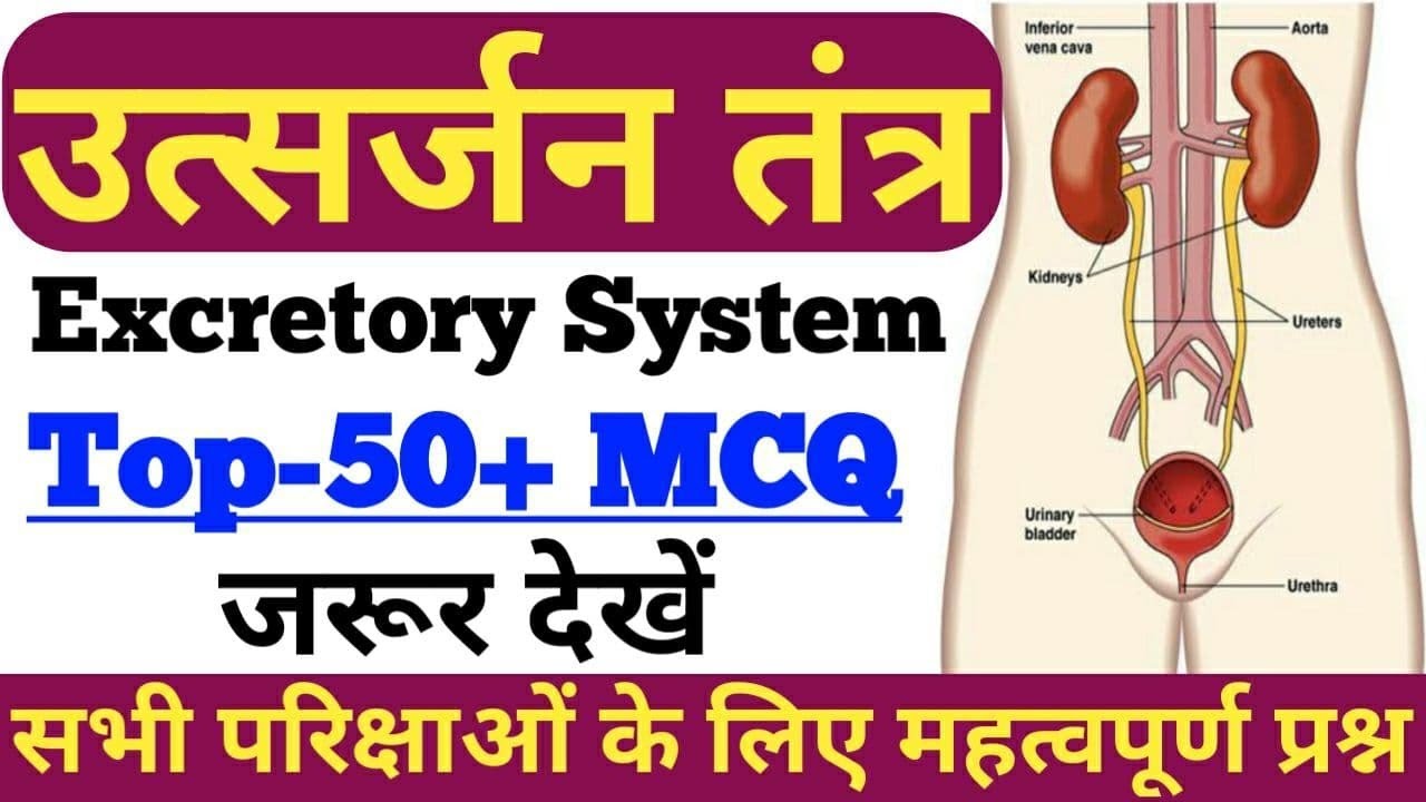 उतसर्जन तंत्र से सम्बंधित प्रश्न,EXCRETORY SYSTEM MCQ,SCIENCE MCQ,BIOLOGY MCQ,SSC,RAILWAY,REET,PCS