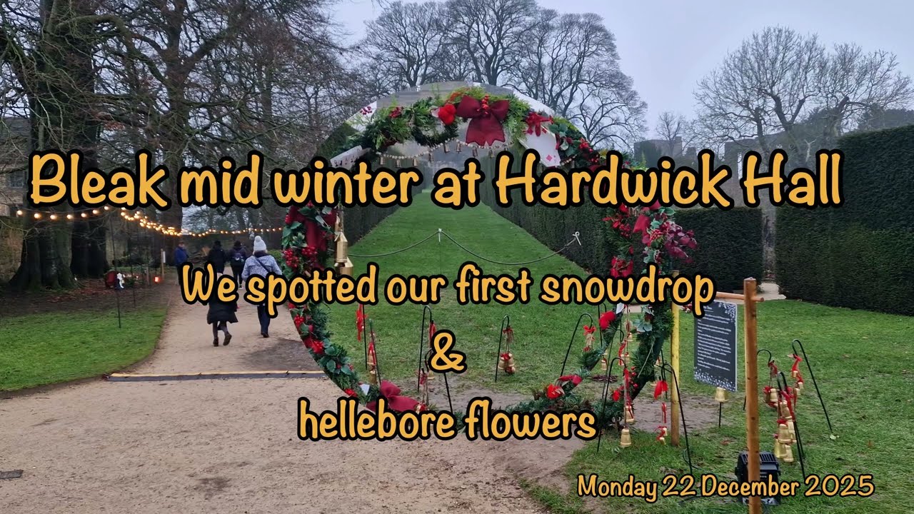 2025-12-22-Bleak mid winter at Hardwick Hall - first snowdrops and hellebore flowers spotted