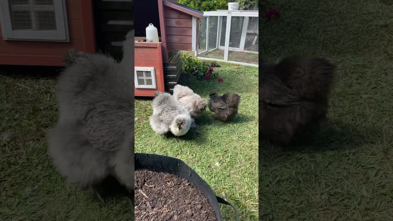 Helping in the garden #chicken #fluffy #silkies #chooks #melbourne #chickens # eating # #2023 #cute
