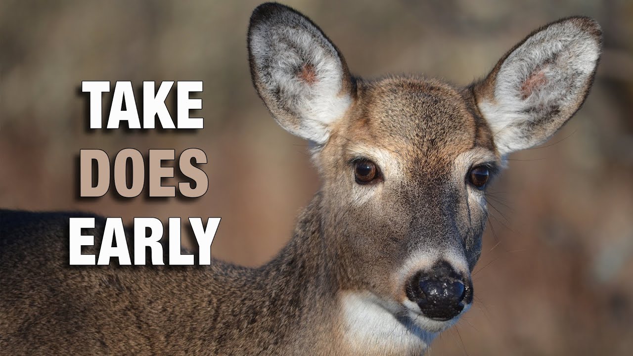 5 Reasons Deer Hunters Should Harvest Does Early