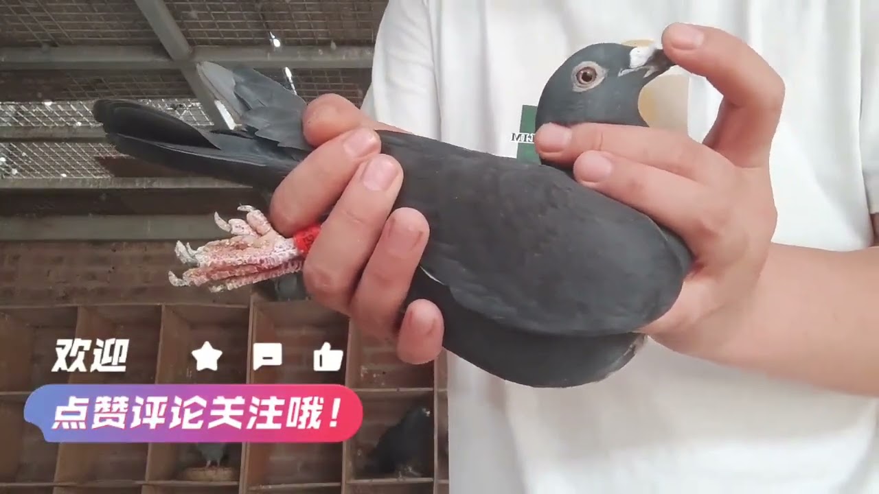 22年留种的雌鸽同窝鸽子拍回来了，三关参赛都一万多羽，鸽王24名