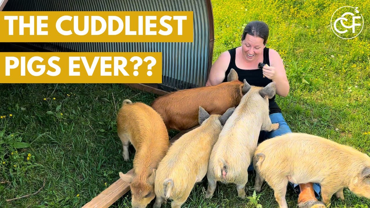 We're not sure about this pig breed... | Crossing Creeks Farm