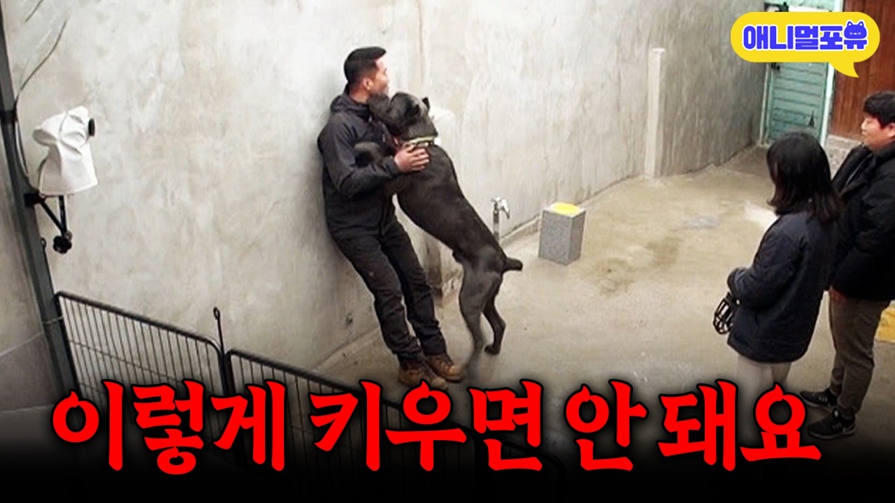 남자 보호자만 없으면 고삐 풀리는 두 얼굴의 강아지, 강형욱이 나섰다ㅣKBS 개는 훌륭하다 220328 방송