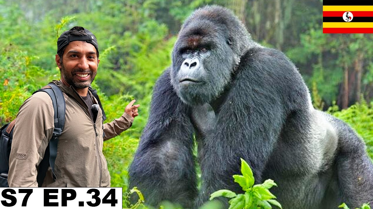 Finally My Dream Gorilla Safari in Uganda 🇺🇬 S7 EP.34 | Pakistan to South Africa
