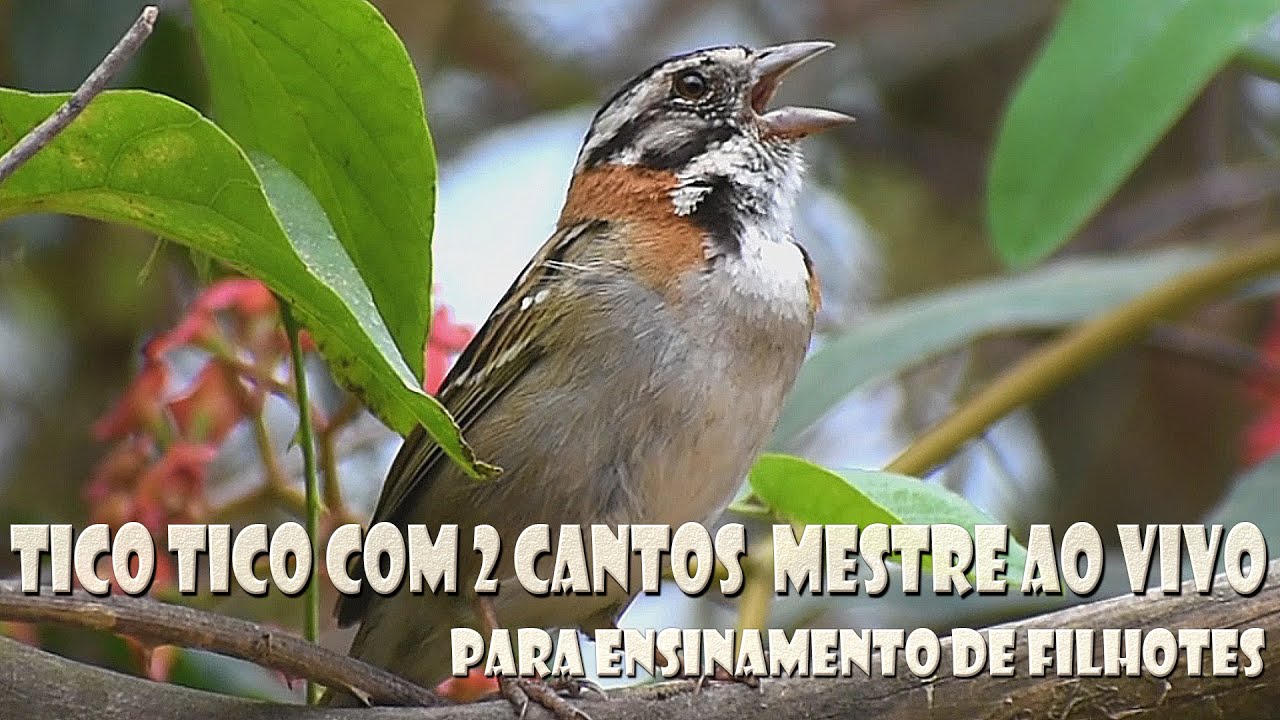 Tico tico com canto duplo mestre cantando ao vivo para esnsinamento de filhotes