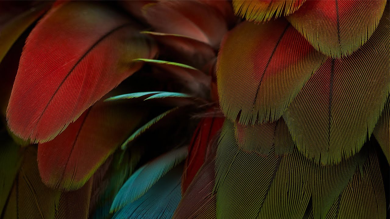 NYOS - Celebration - Full Album
