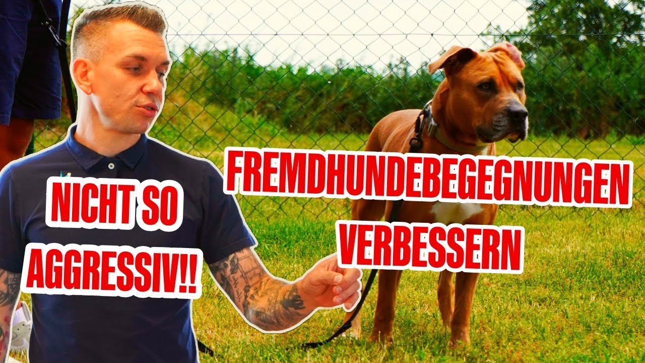 AGGRESSION IN ENCOUNTERS WITH STRANGE DOGS - an approach to improve it