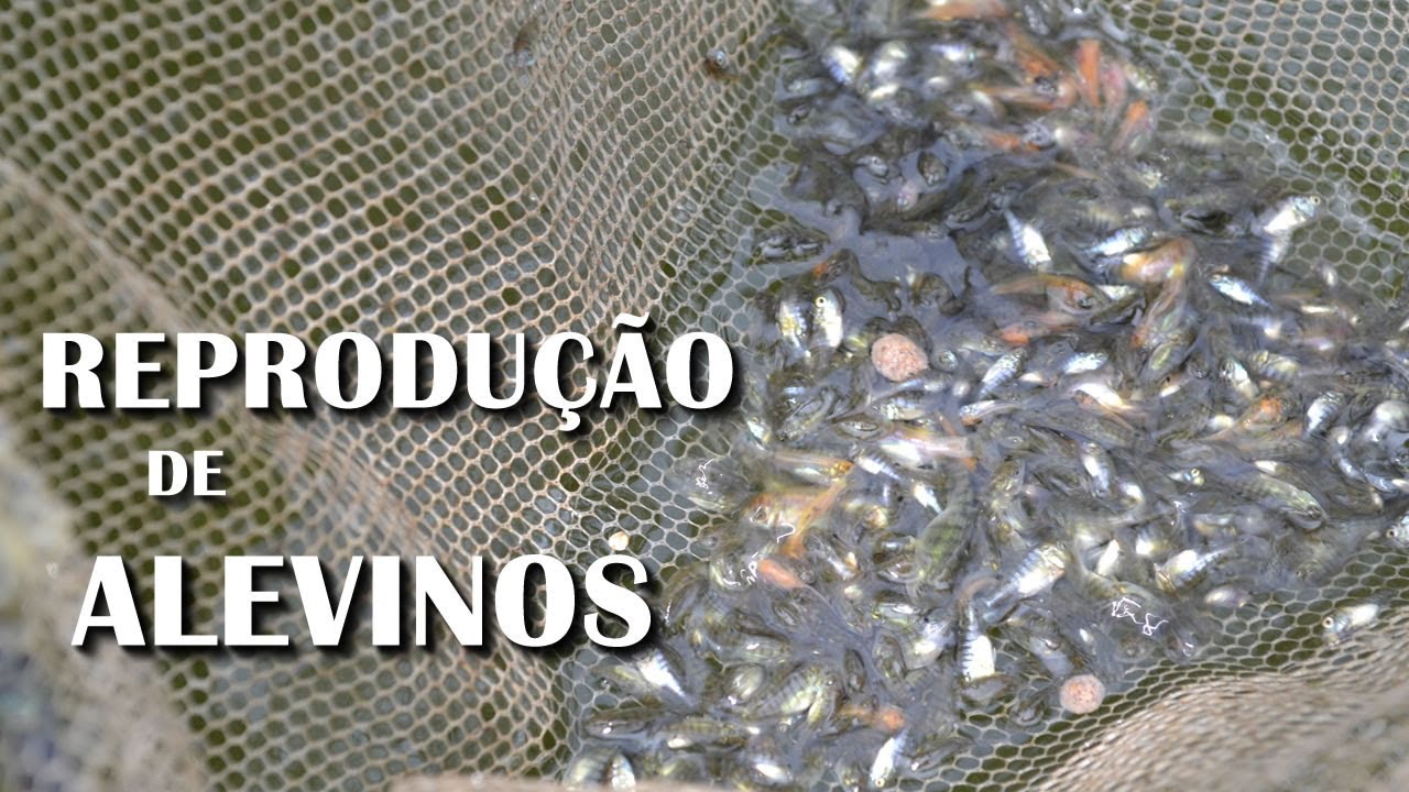 REPRODUÇÃO DE ALEVINOS EM CAIXA D`ÁGUA canal Saalada