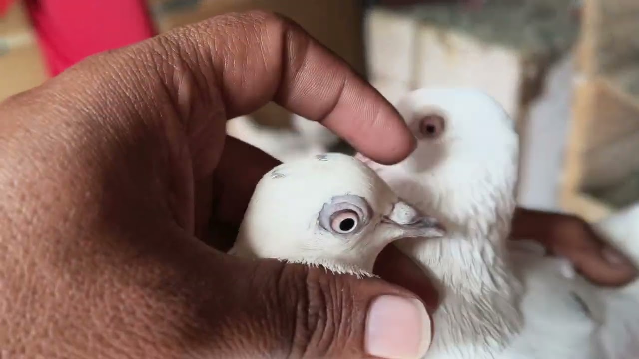 Panjabi jode🕊️❤️#pigeon #video #kabutar 