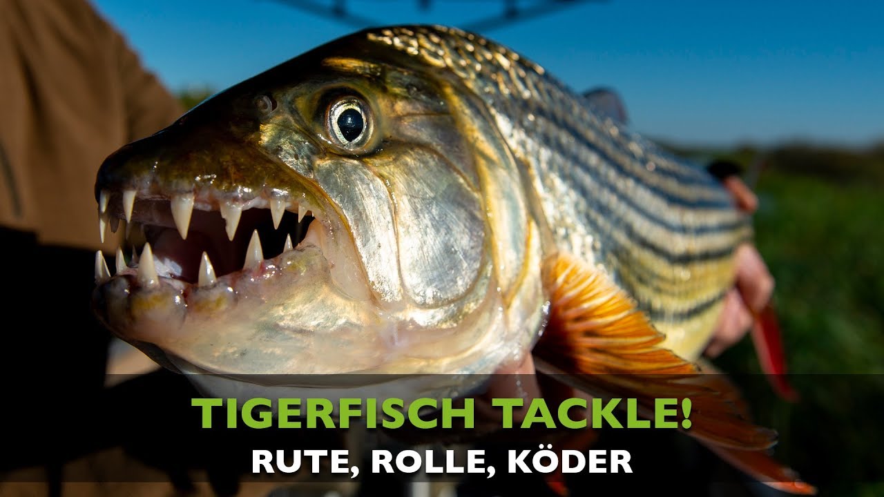 TIGERFISCH - TACKLE - ANGELGER&Auml;T - NAMIBIA - BOTSWANA