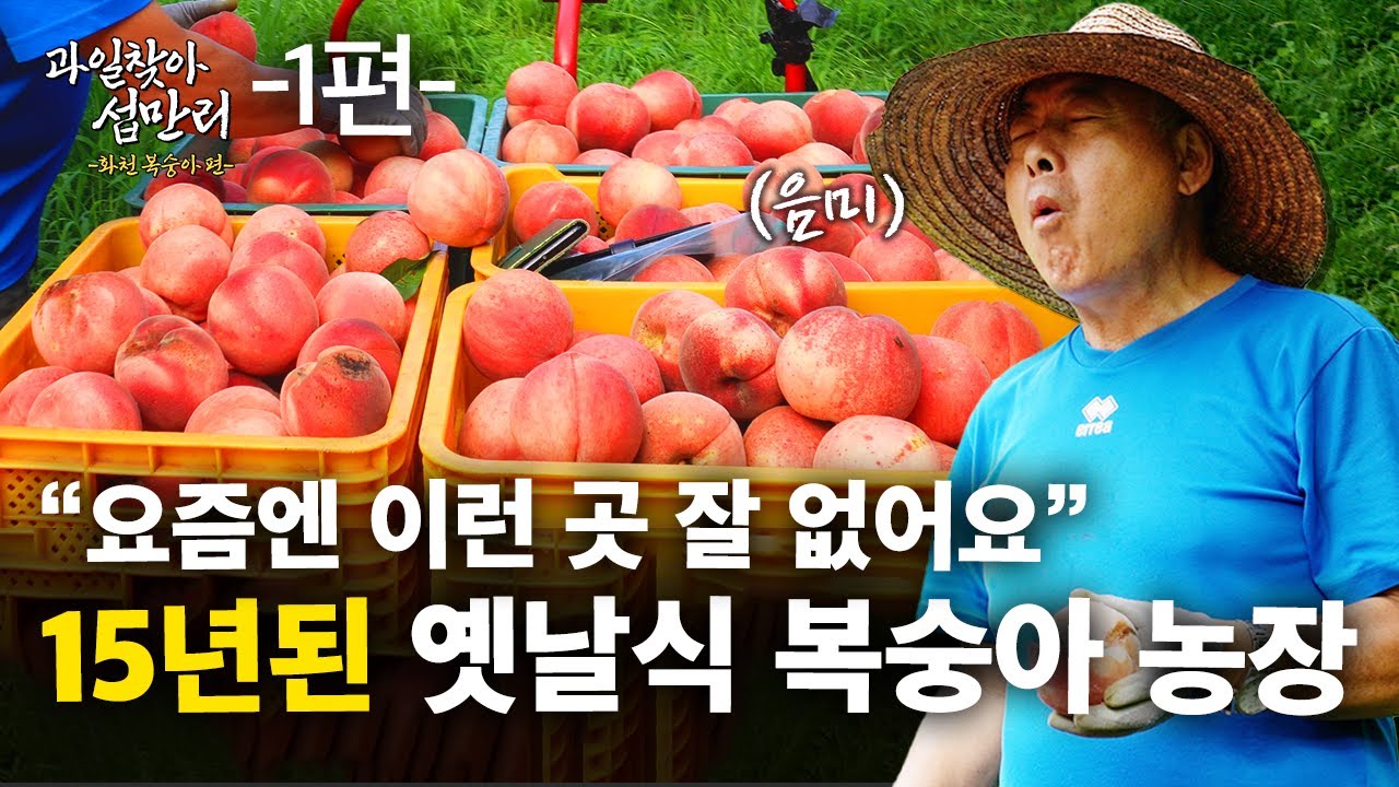 15년차 농부가 말하는 예쁜 복숭아의 비밀🍑 | 과일찾아 섭만리 1편