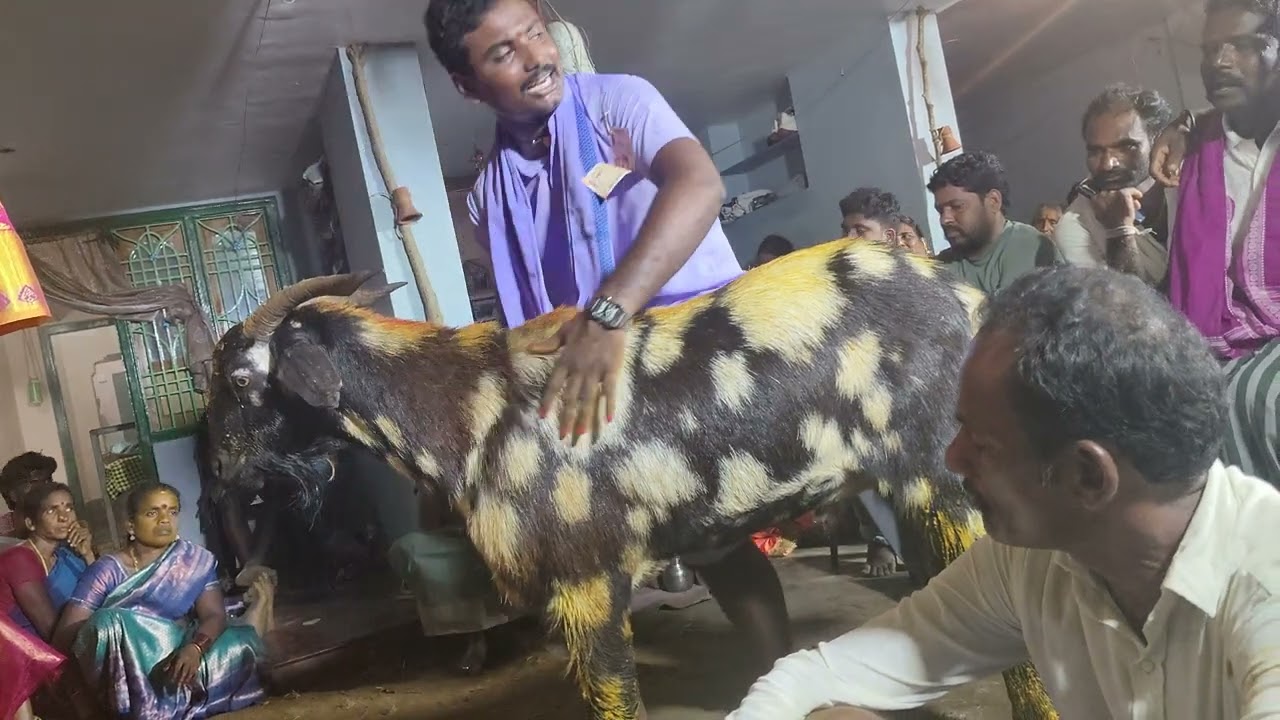 Ambati Tirupathirao Gollachaduvu Ramakrishnapuram (Boyilapadu) ph 9398948864🔥🔥🔥