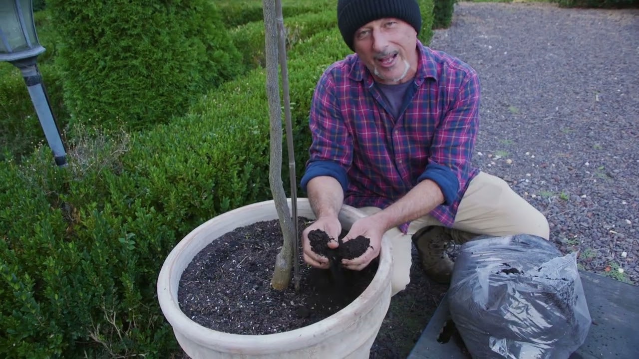 From Die-back to Comeback with My Standard Kumquat Trees
