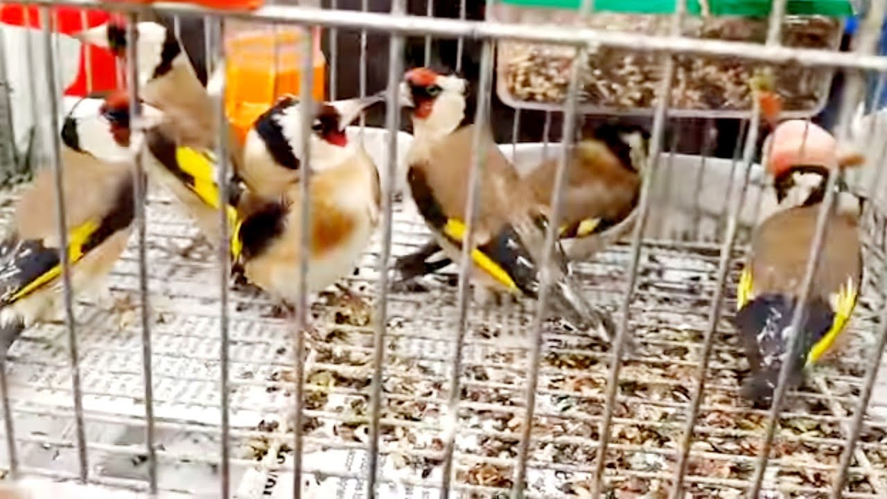 سوق العصافير الحسون العنابي  مقنين بكثرة والأسوام هايلة تابع للآخر في السوق